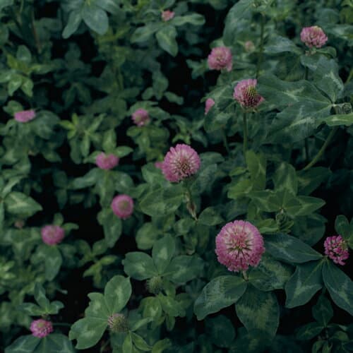 あかクローバー種【　メジウム　】タキイ種苗　500グラム