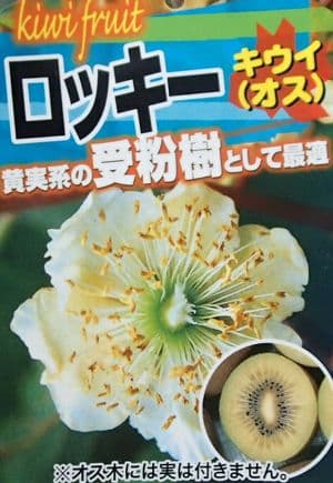 キウイ　苗木　キウイフルーツ：ロッキー（オス木）苗木　キウイ　　《果樹苗》
