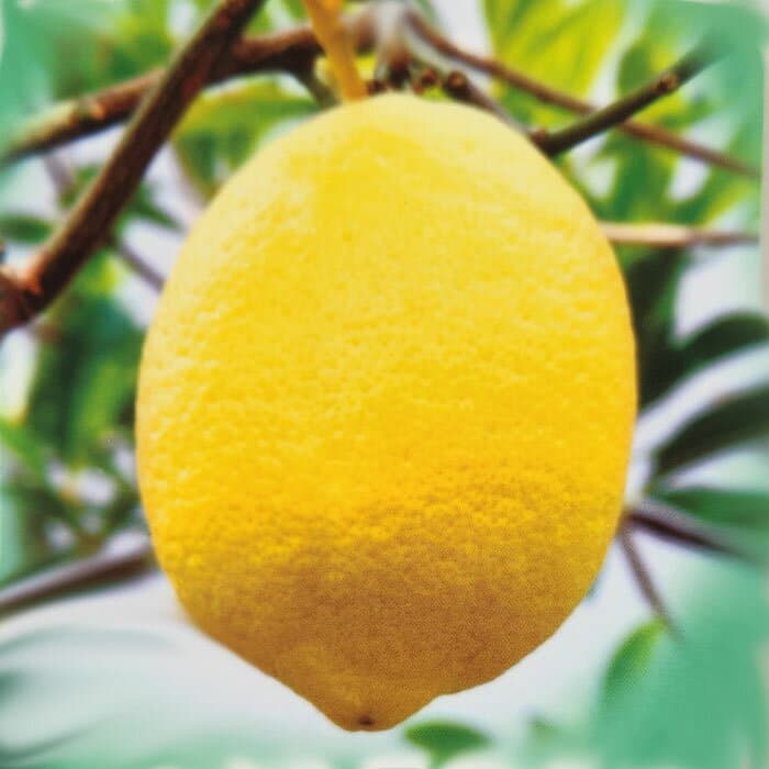 予約販売 箒作り果樹苗 レモン苗 リスボン 12cmポット レモンの木 檸檬 香酸柑橘 苗木 庭木 柑橘類 果樹苗 接木苗 kik 3月中旬以降発送