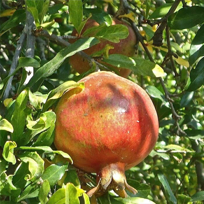 予約販売 ザクロ 苗 種なしザクロ 12cmポット 送料無料 2年生苗 珍しい 石榴 ざくろ 柘榴 苗木 果樹苗 pwf 3月中旬以降発送