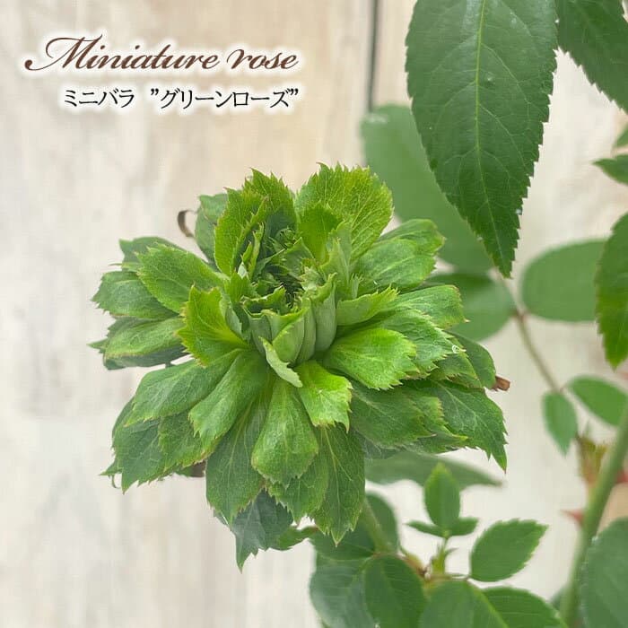 予約販売 ミニバラ グリーンローズ 3号ポット 四季咲き バラ 薔薇 バラ苗 苗 グリーン ars 3月上旬以降発送