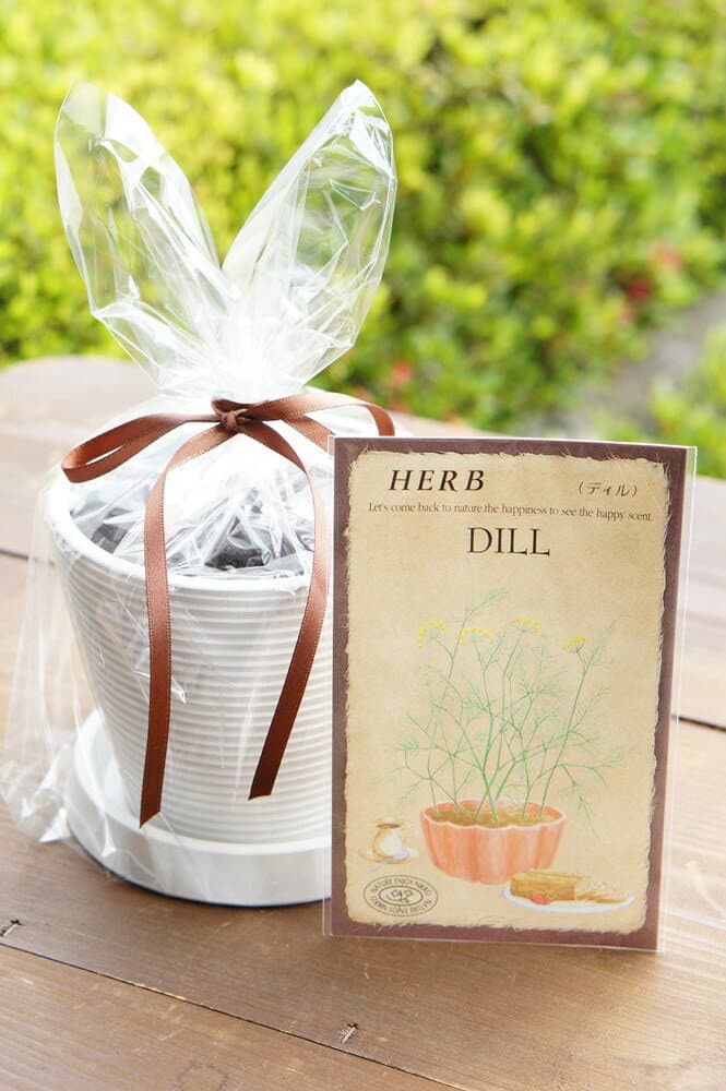 ハーブ栽培セット「ディル」
