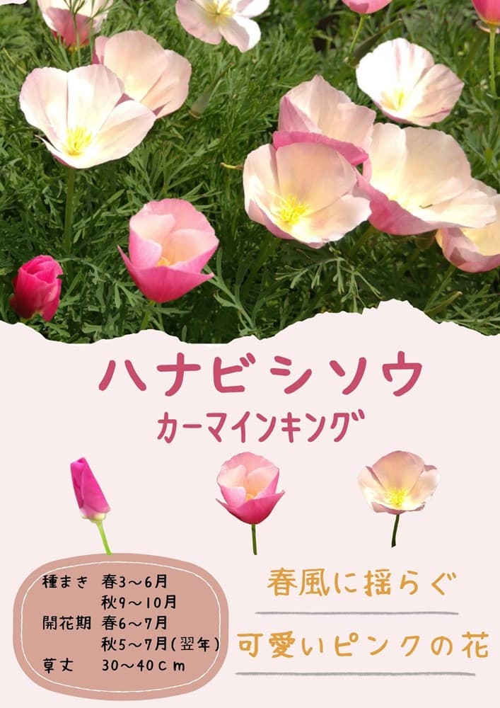 日光種苗「花菱草 カーマインキング」のタネ　[内容量：100ml](はなびしそう、ハナビシソウ、エスコルチア、カリフォルニアポピー)