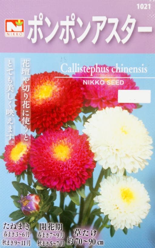 日光種苗　ポンポンアスターのタネ　[内容量：0.3ml]【1021】