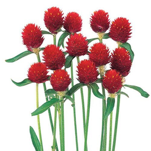 千日紅 種 【 赤花千日紅 ストロベリーフィールド 】 実咲小袋 （ 千日紅の種 ）