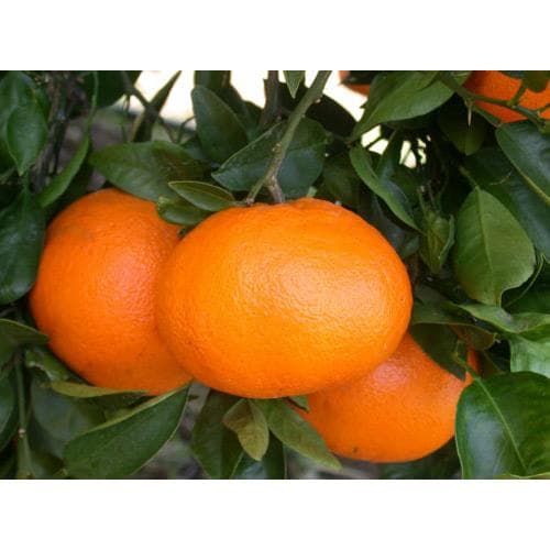 柑橘類の苗 【 西南のひかり 2年生苗木 】 [ せいなん みかん ミカン 蜜柑 かんきつ カンキツ 柑橘 苗 ]