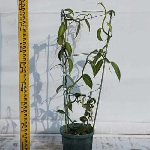 苗木 バニラ 18cmスリット鉢