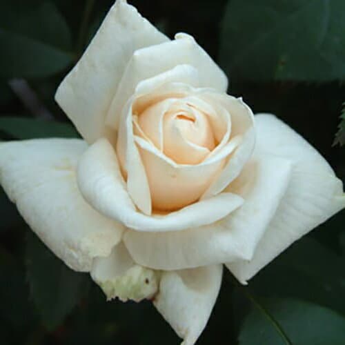 バラ苗 (予約販売) 【イルセクロンスペリオール】 2年大株苗 4号鉢 （クライミングローズ つるバラ）