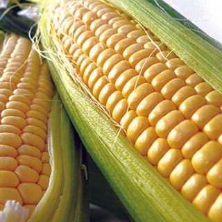 とうもろこし苗 【ゴールドラッシュ】 苗4本セット