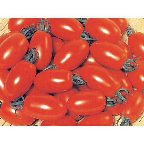 トマト苗 【 アイコ 】 苗 4本セット 【予約販売】 [ 家庭菜園 野菜 苗 通販 野菜苗 販売 ]