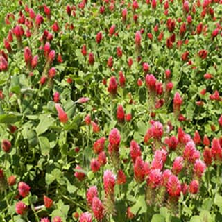 緑肥 種 【 クリムソンクローバ シストル】 500g ( 緑肥の種 )