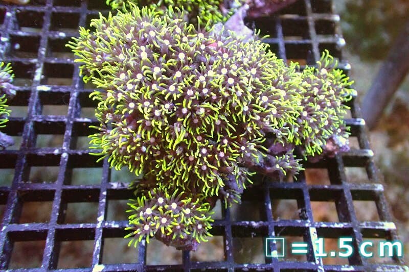 【サンゴ】【通販】スターポリプ（メタリックグリーン）Mサイズ（個体販売）No.21（生体）（サンゴ）