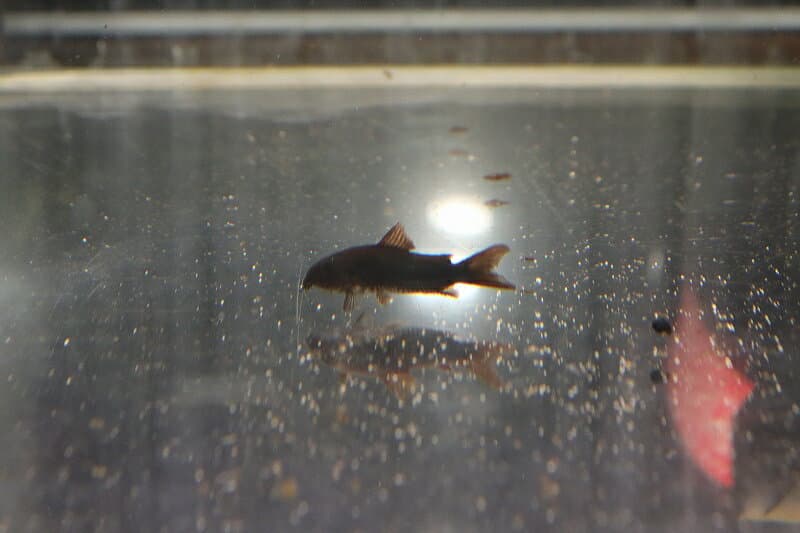 【淡水魚】【通販】コリドラス ベネズエラブラック【1匹 サンプル画像】(±3cm)（生体）(コリドラス)（熱帯魚）NKCR