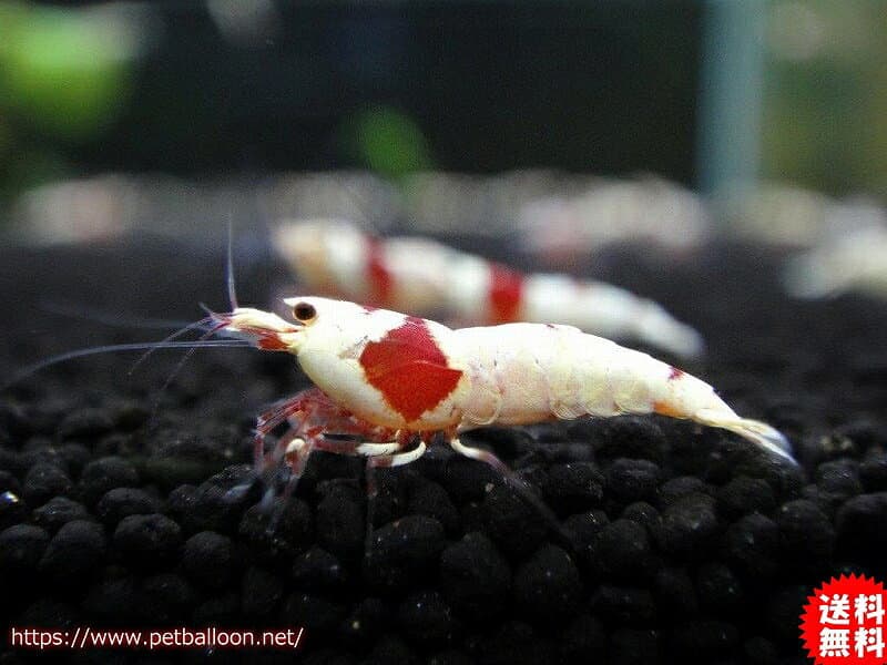 【エビ】【シュリンプ】【5匹セット】【送料梱包料金無料】レッドビーシュリンプ日の丸モスラ上物厳選個体SMサイズ(1.0-1.2cm)(生体)(淡水)