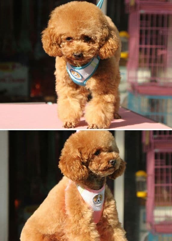 送料無料 ハーネス リード 2点セット ペット用 犬用 猫用 胴輪 ベスト風 ソフト 裏メッシュ 通気性 リボン ボタン お散歩グッズ 小型犬 ボーダー チェック ストライプ マリン柄 錨 イカリ アンカー おしゃれ かっこいい 可愛い かわいい デザイン豊富 イヌ用 いぬ用 猫用 ね thumbnail 2