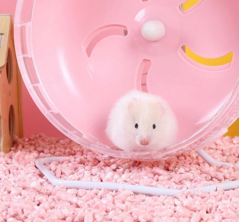 送料無料 ハムスター用ホイール 回し車 小動物用品 小動物 ジョイント 外付け ケージ取り付け 車輪 運動 ストレス解消 ゴールデンハムスター ジャンガリアン ネズミ マウス クリア 可愛い キュート 回す まわる thumbnail 3