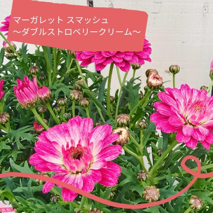 マーガレット スマッシュ ダブルストロベリークリーム 3.5号ポット 苗 八重咲き 花 鉢植え 寄せ植え 四季咲き 耐暑性 丈夫 初心者 ピンク