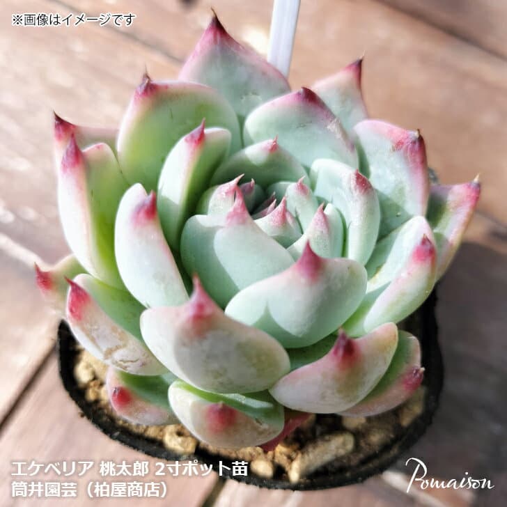 多肉植物エケベリア桃太郎2寸ポット苗