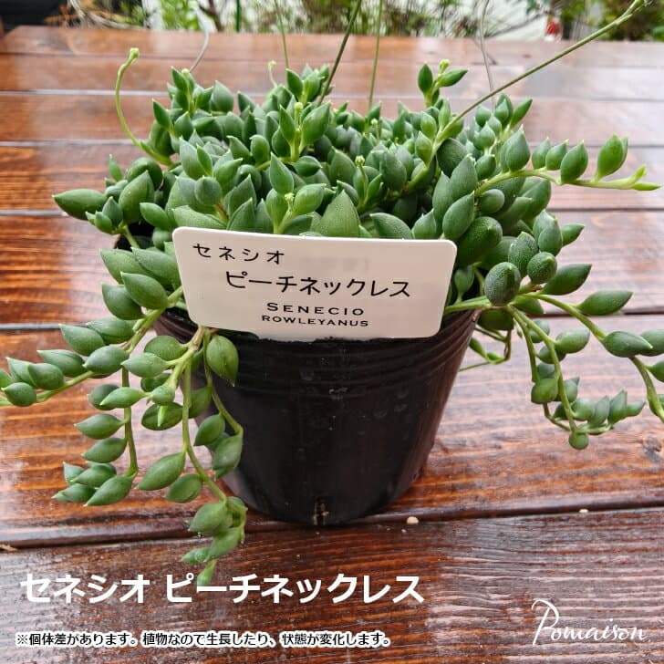 多肉植物 セネシオ ピーチネックレス 3号ポット苗