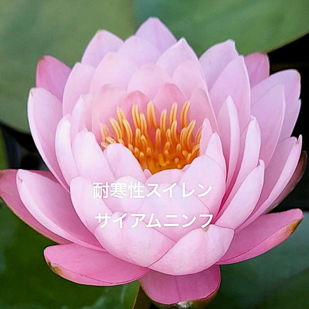 【開花サイズ】初出荷★耐寒性スイレン★休眠株★株分け苗★【サイアムニンフ】サイズ(15cm前後) ・画像のスイレン●●※12:00までの注文で翌日お届け※●●
