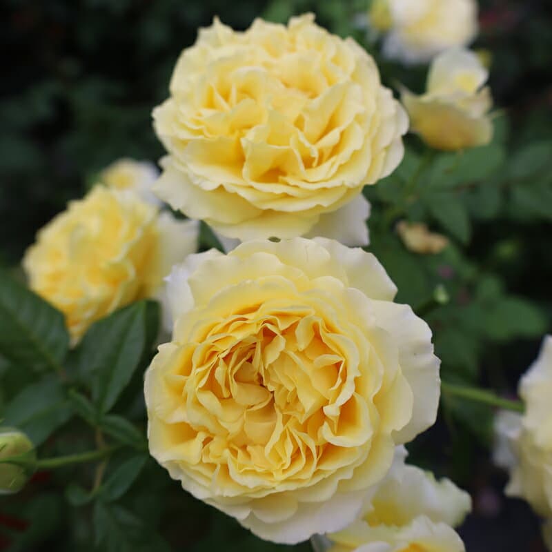 バラ苗　2年大株苗　ダイヤモンズフォーエバー　大輪　4号鉢　