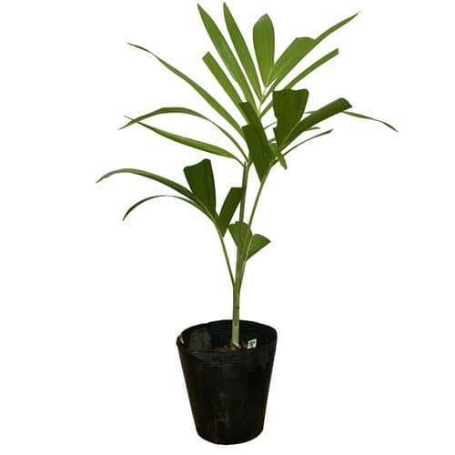 マニラヤシ実生苗3年苗