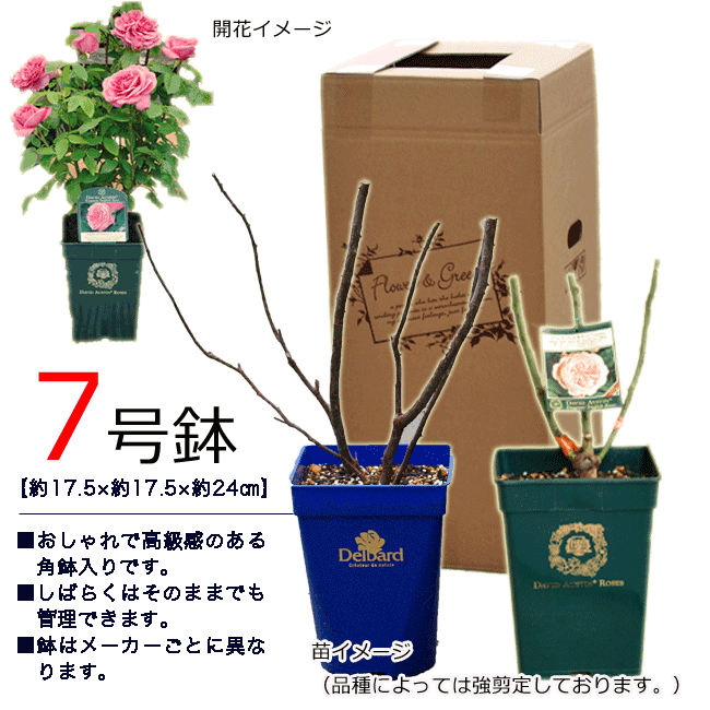【予約商品】 京成バラ園 コルデス ケルナー フローラ 大苗 7号鉢 ピンク CL 薔薇苗 ばら苗 バラ 苗 鉢植え【送料無料 北海道沖縄発送不可】【2月中下旬ごろ発送】 thumbnail 3
