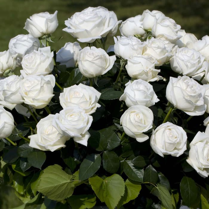 【予約商品】 京成バラ園 メイアン ビブ ラ マリエ 大苗 7号鉢 白系 HT 薔薇苗 ばら苗 バラ 苗 鉢植え【 送料無料 北海道沖縄発送不可】【2月中下旬ごろ発送】 thumbnail 2