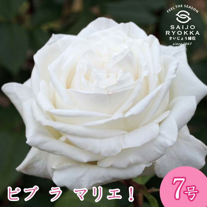 【予約商品】 京成バラ園 メイアン ビブ ラ マリエ 大苗 7号鉢 白系 HT 薔薇苗 ばら苗 バラ 苗 鉢植え【 送料無料 北海道沖縄発送不可】【2月中下旬ごろ発送】