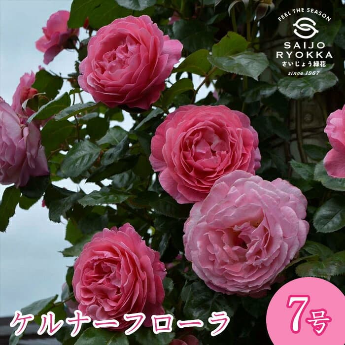 【予約商品】 京成バラ園 コルデス ケルナー フローラ 大苗 7号鉢 ピンク CL 薔薇苗 ばら苗 バラ 苗 鉢植え【送料無料 北海道沖縄発送不可】【2月中下旬ごろ発送】