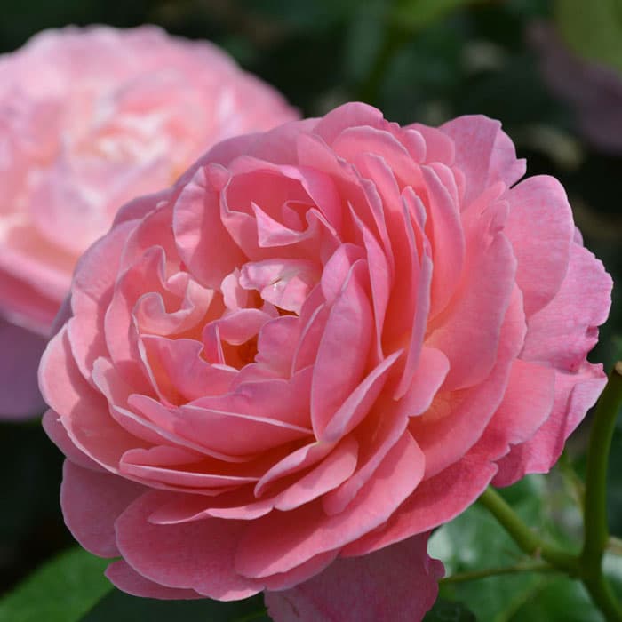 【予約商品】 京成バラ園 コルデス ケルナー フローラ 大苗 7号鉢 ピンク CL 薔薇苗 ばら苗 バラ 苗 鉢植え【送料無料 北海道沖縄発送不可】【2月中下旬ごろ発送】 thumbnail 2
