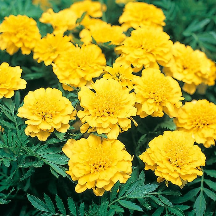 【サカタのタネ公式】 マリーゴールド ボナンザ イエロー 花 種 約600粒 小袋 春 夏 秋 イエロー 鉢植え 地植え 初心者向き 家庭菜園 栽培 ガーデニング 園芸 マリーゴールド まりーごーるど 種子 タネ たね