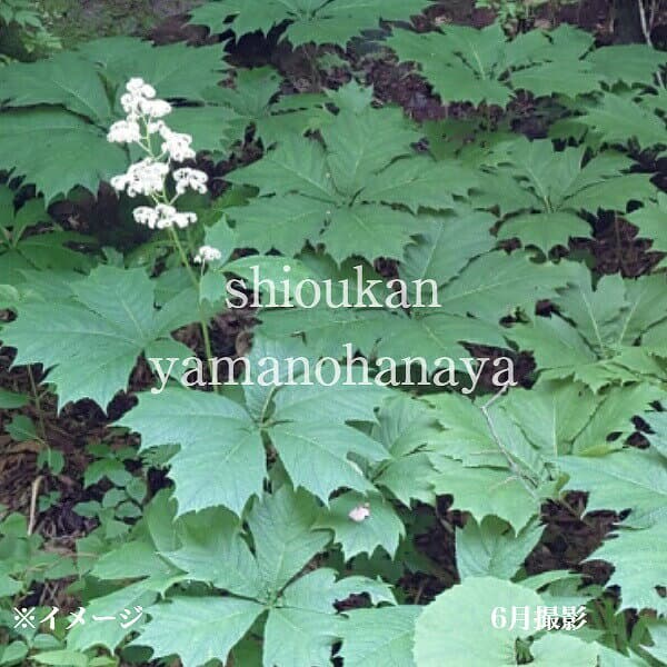 ヤグルマソウ　素掘り苗　山野草/矢車草/※入荷済み 3月14日までお取り置き可能