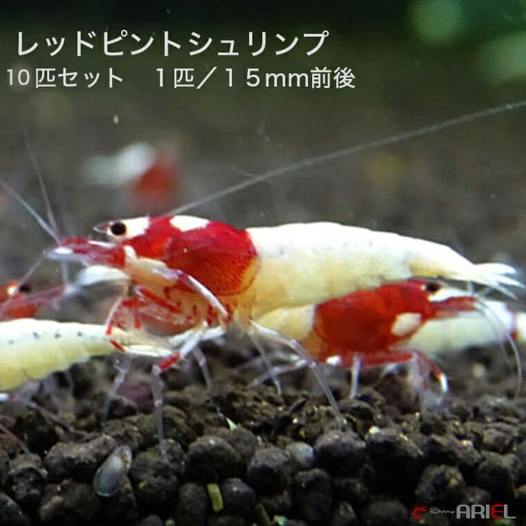 レッドピントシュリンプ　10匹セット　1匹／約1．5cm