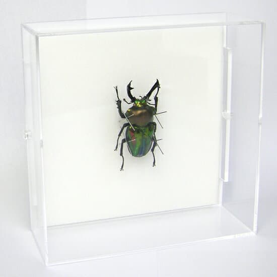 昆虫標本 ニジイロクワガタ アクリルフレーム 15cm角 透明