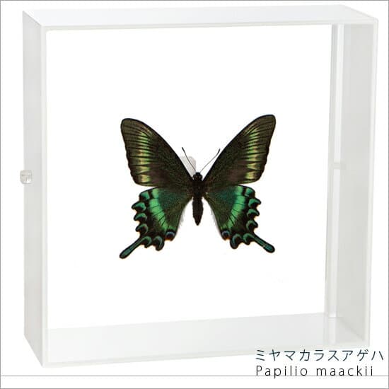 昆虫標本 蝶の標本 ミヤマカラスアゲハ アクリルフレーム 15cm角 白