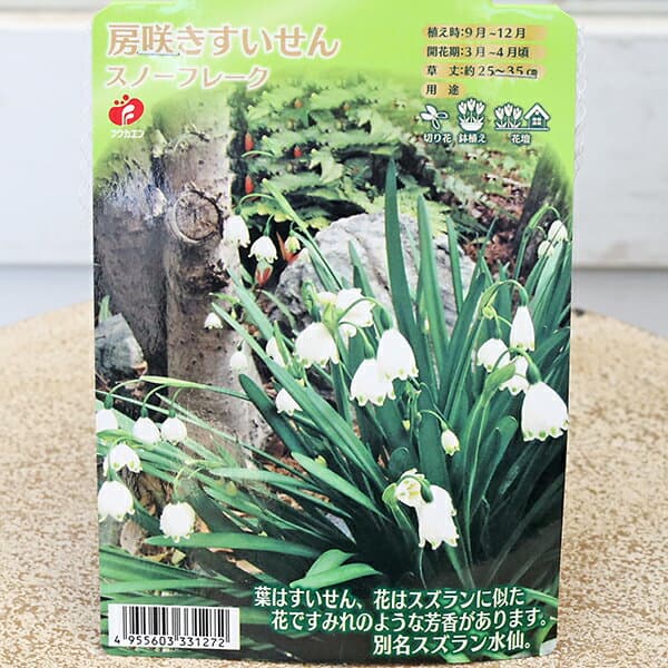 【閉店セール／返品不可／在庫限り】球根 スノーフレーク 房咲 すずらん スイセン 2球入り