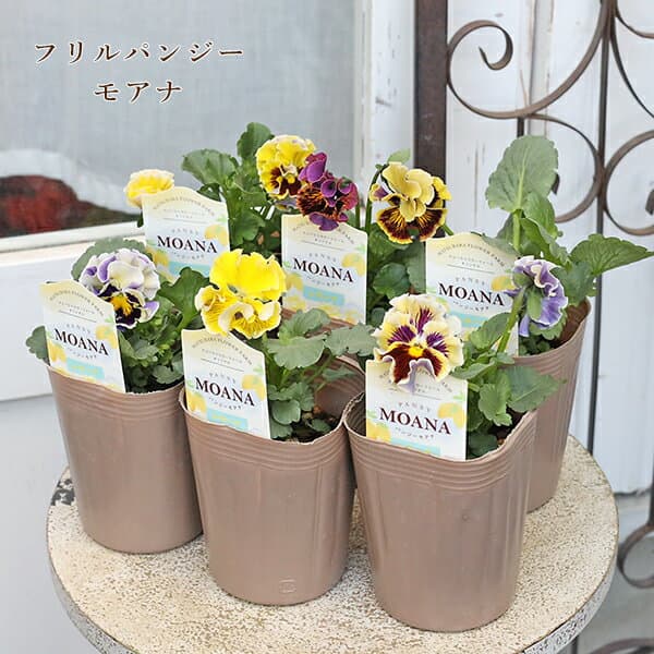 【閉店セール／返品不可／在庫限り】花苗 フリル パンジー モアナ レモーナ 3号