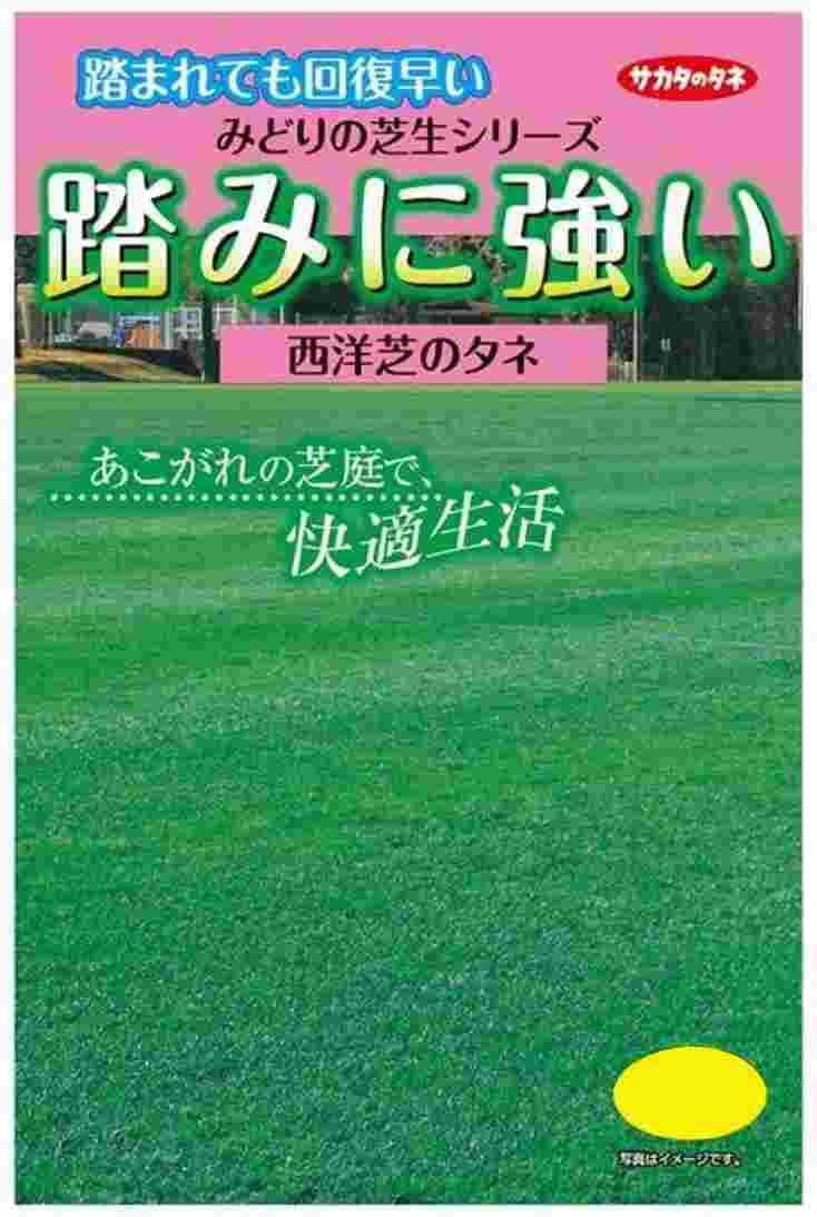 芝種子 西洋芝「踏みに強い芝生」25g（サカタのタネ）【送料込み】 種 しばふ シバフ 庭 芝庭 ガーデニング みどりの芝生シリーズ