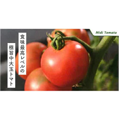 松永種苗 トマト とまと　グルメスイート　小袋