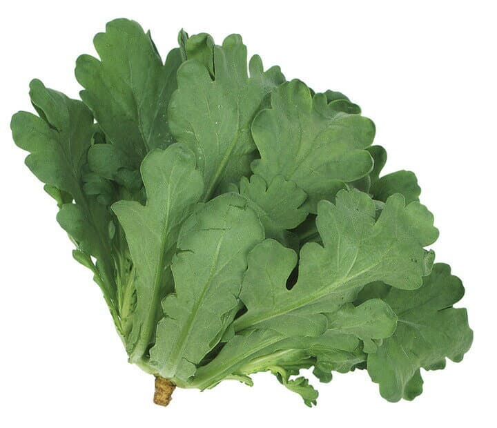 山陽種苗　シュンギク 春菊 しゅんぎく　アパッチコート種子　大葉春菊F　1万粒