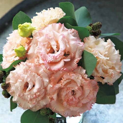 種 ユーストマ（トルコ桔梗）・F1プリマ2型アプリコット 1袋【タキイ種苗公式】春まき 秋まき