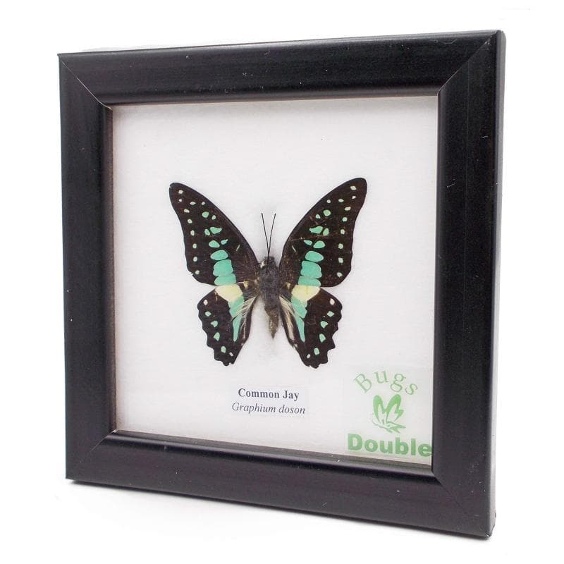 額入り 昆虫標本 蝶 コモン・ジェイ (ミカドアゲハ) Common Jay