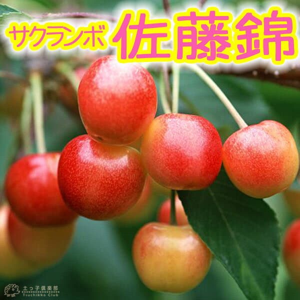 サクランボ 『 佐藤錦 （ さとうにしき ） 』 15cmポット苗