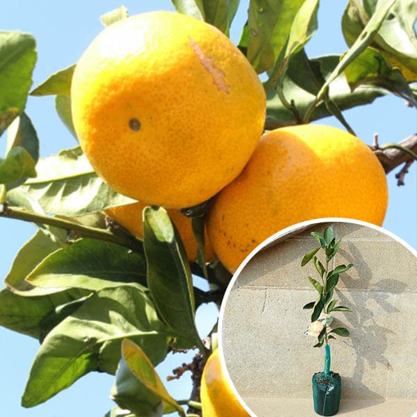 ■送料無料■【50本セット】 ※裸苗※温州・興津早生 冬季限定※予約商品 おきつわせ おきつ オキツワセ オキツ みかん 柑橘 接ぎ木 苗木 1年生 苗 ※極寒期は霜よけなど対策を 樹高0.4m前後 12裸苗 果樹苗 果樹 果樹園用 植木 木