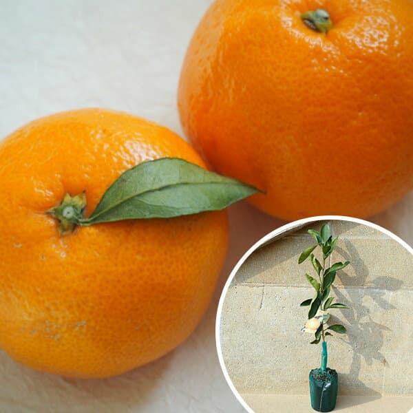 ■送料無料■【20本セット】 ※裸苗※温州・南柑20号 冬季限定※予約商品 なんかん ナンカン みかん 柑橘 接ぎ木 苗木 1年生 苗 ※極寒期は霜よけなど対策を 樹高0.4m前後 12裸苗 果樹苗 果樹 果樹園用 植木 木