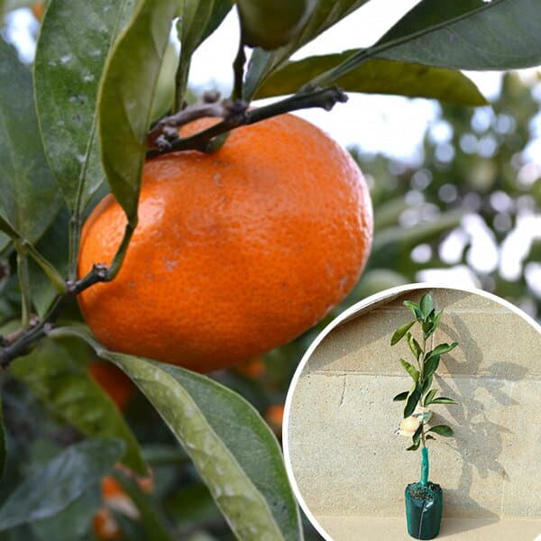 ■送料無料■【30本セット】 柑橘・べにばえPVP ベニバエ みかん 接ぎ木 登録品種 みかんの木 苗木 1年生 苗 海外持出禁止 素掘りポット苗 樹高0.4m前後 15cmポット 果樹苗 果樹 果樹園用 植木 木