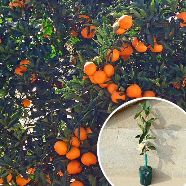 ■送料無料■【20本セット】 ※裸苗※柑橘・みはやPVP 冬季限定※予約商品 ミハヤ みかん 接ぎ木 登録品種 苗木 1年生 海外持出禁止 苗 ※極寒期は霜よけなど対策を 樹高0.4m前後 12裸苗 果樹苗 果樹 果樹園用 植木 木