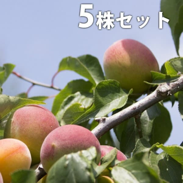 ■送料無料■【5本セット】 梅・露茜PVP つゆあかね ツユアカネ うめ 接ぎ木 登録品種 苗木 1年生 苗 海外持出禁止 素掘りポット苗 樹高0.6m前後 15cmポット 果樹苗 果樹 果樹園用 植木 木