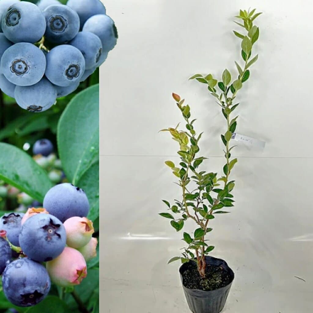 ■送料無料■【10本セット】 ブルーベリー・ブルーシャワー 樹高0.4m前後 15cmポット 花、実、紅葉、庭木 ラビットアイ ブルーベリー 苗木 苗 植木 庭木 生け垣 ブルーベリー 果樹
